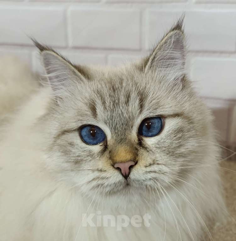 Кошки в других городах Ставропольского края: Гипоаллергенный котенок Мальчик, 40 000 руб. - фото 1