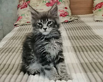 Кошки в Кореновске: Мейн-кун котенок мальчик Мальчик, 8 000 руб. - фото 1