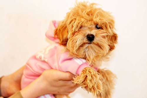 мальтипу F1 мини, карамельный мальчик  