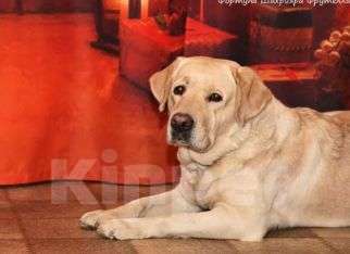 Собаки в Москве: Щенки лабрадора палевые Мальчик, 90 000 руб. - фото 5