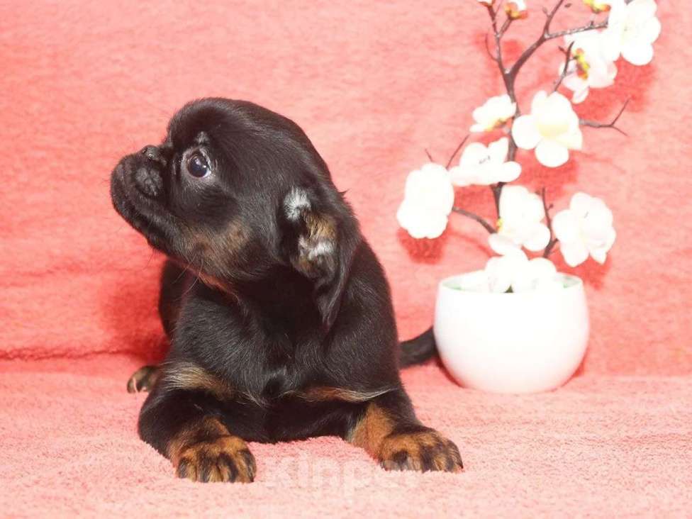 Собаки в Санкт-Петербурге: Шалунишка Мальчик, 80 000 руб. - фото 4