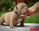 Собаки в Мытищах: Щенок американского булли  Мальчик, 130 000 руб. - фото 3