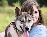 Собаки в Солнечногорске: Девочка, 1 год в добрые руки Девочка, Бесплатно - фото 4