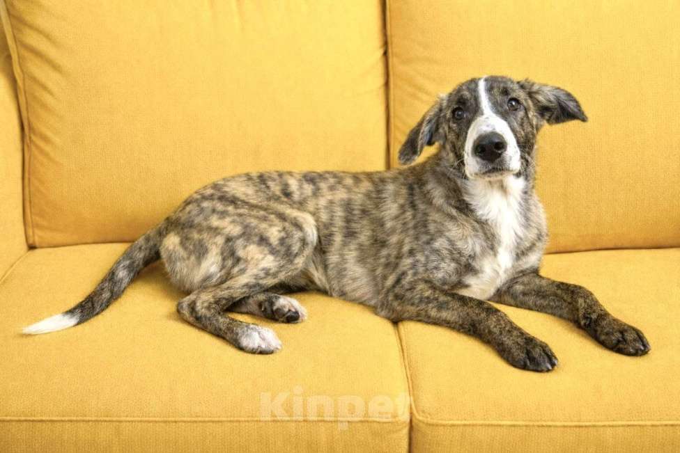 Собаки в Москве: Тигра Терри ищет дом Девочка, Бесплатно - фото 7