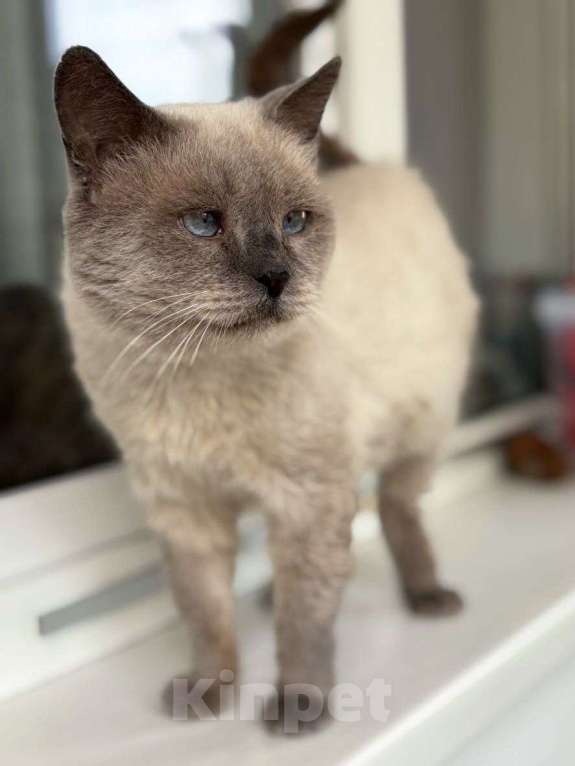 Кошки в Москве: Тайский голубоглазый котик срочно ищет дом Мальчик, Бесплатно - фото 3