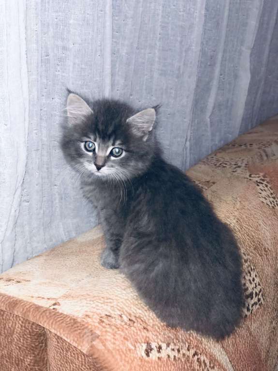 Кошки в Раменском: Пушистик-мальчик цвета нежное облачко Мальчик, 100 руб. - фото 4