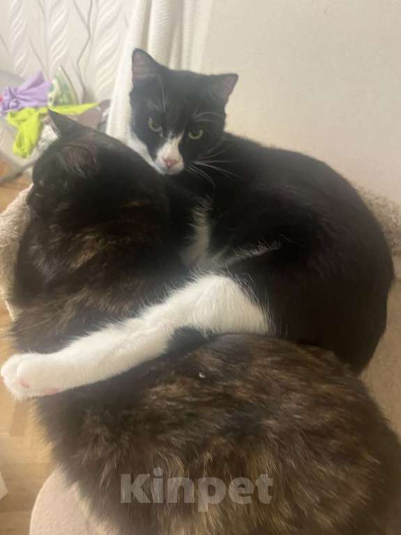 Кошки в Москве: Добрый и ласковый котик Маркиз ищет дом! Мальчик, Бесплатно - фото 8