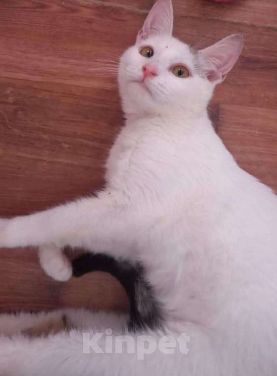 Кошки в Люберцах: В поисках дома красавица Мальвинка Девочка, Бесплатно - фото 3