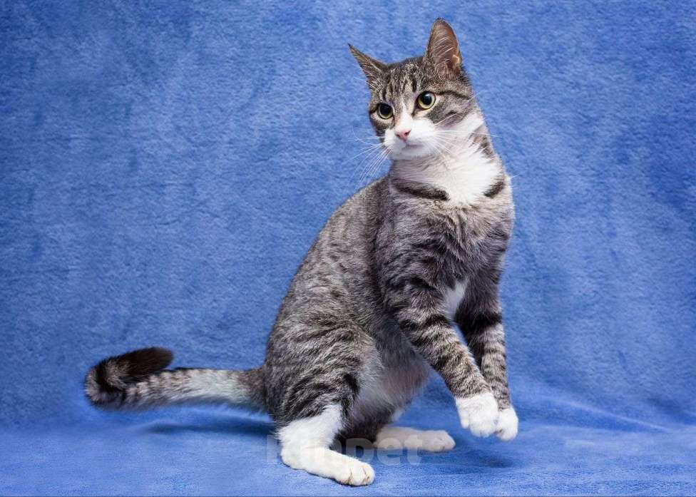 Кошки в Москве: Самый ласковый котик на свете Мальчик, Бесплатно - фото 3