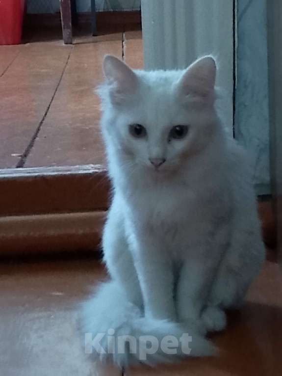 Кошки в Иркутске: Отдам котенка в добрые руки  Девочка, Бесплатно - фото 2