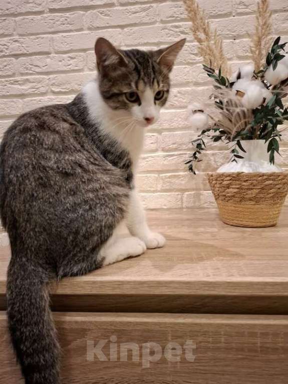 Кошки в Москве: Котенок Тимофей ищет семью. Мальчик, Бесплатно - фото 2