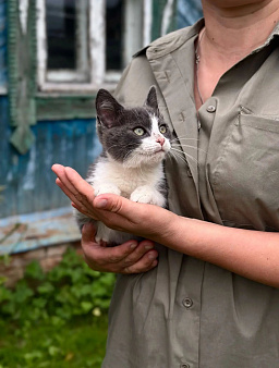 Котёнок