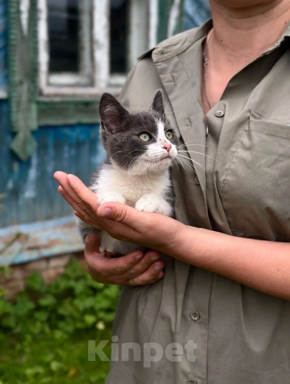 Кошки в Калуге: Котёнок Мальчик, Бесплатно - фото 5