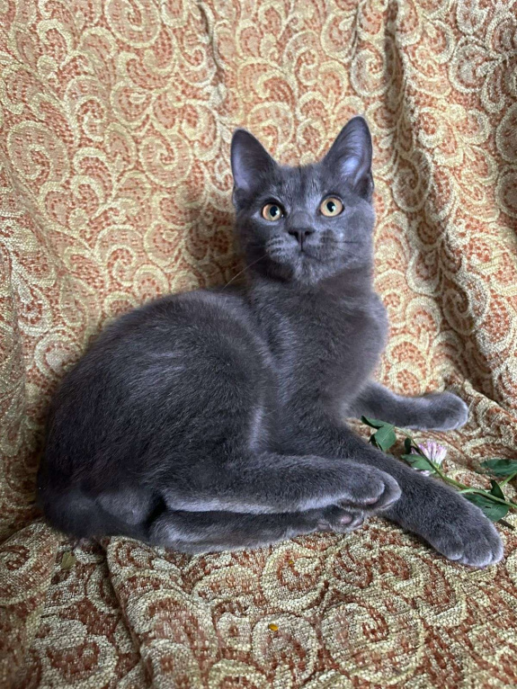 Кошки в Москве: Голубой котенок в добрые руки Мальчик, Бесплатно - фото 5