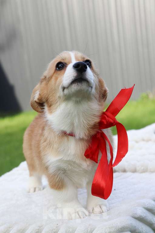 Собаки в Москве: Щенки коржики Девочка, 70 000 руб. - фото 4