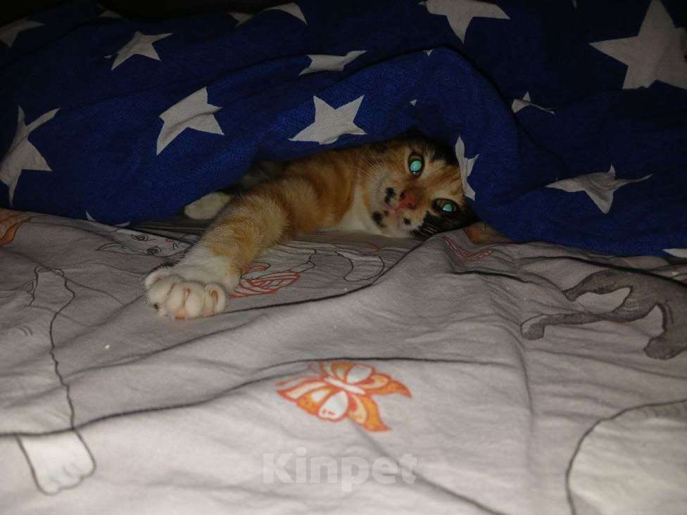 Кошки в Москве: Кошечка ищет дом  Девочка, Бесплатно - фото 1