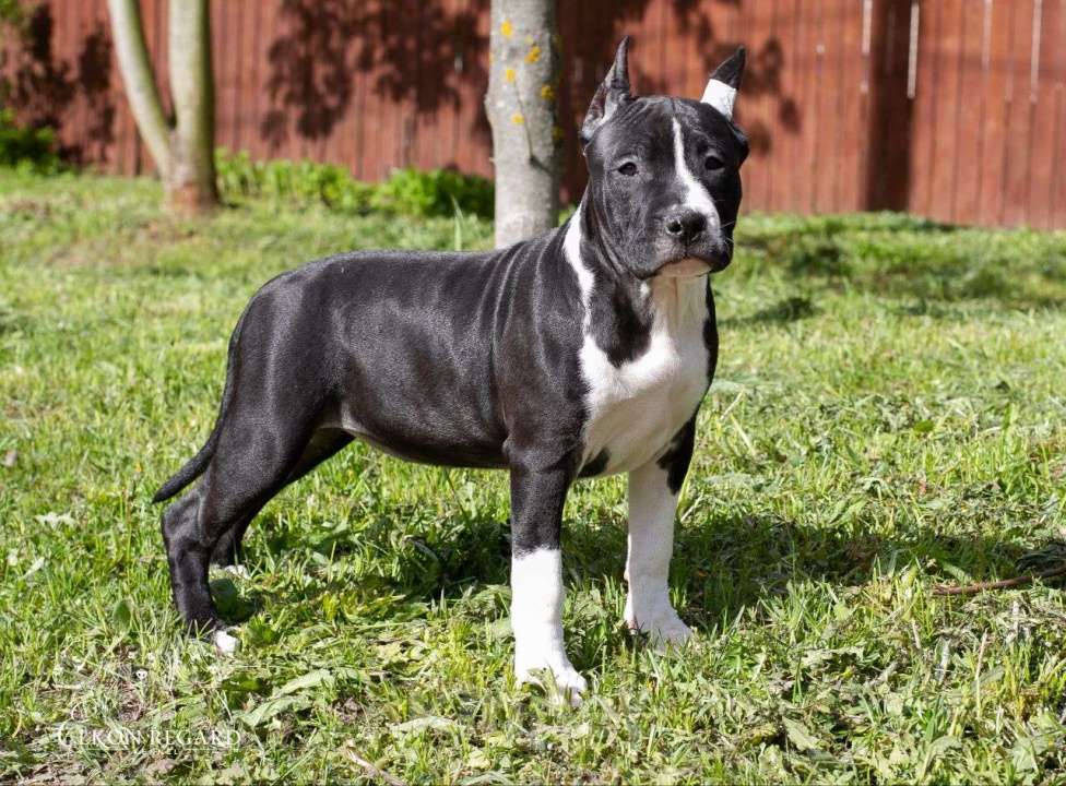 Собаки в других городах Московской области: Чёрная девочка амстафф Девочка, 60 000 руб. - фото 3