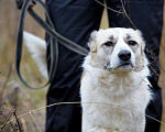 Собаки в Москве: Эльза. Принцесса из приюта Девочка, Бесплатно - фото 2