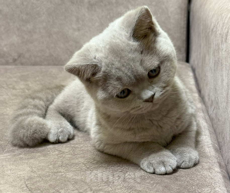 Кошки в Красноярске: Питомник британских котят Девочка, 30 000 руб. - фото 4