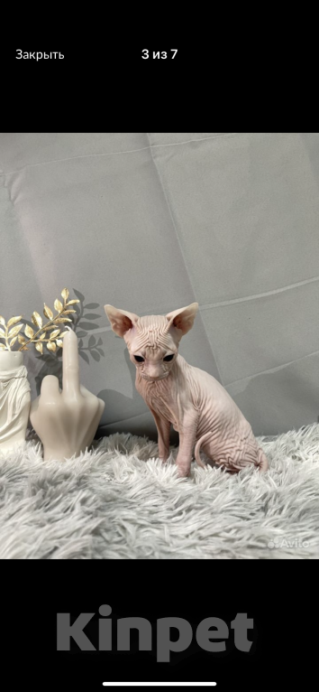 Кошки в Люберцах: Нежный белоснежный мальчик Мальчик, 20 000 руб. - фото 2