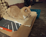 Кошки в Санкт-Петербурге: Кот или кошечка, рыжее животное Девочка, Бесплатно - фото 9