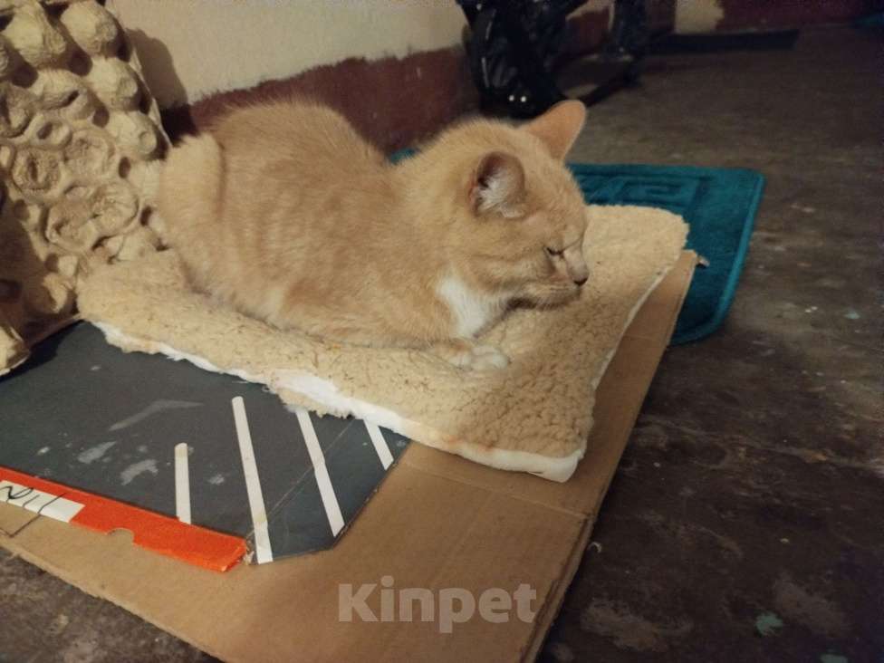 Кошки в Санкт-Петербурге: Кот или кошечка, рыжее животное Девочка, Бесплатно - фото 9