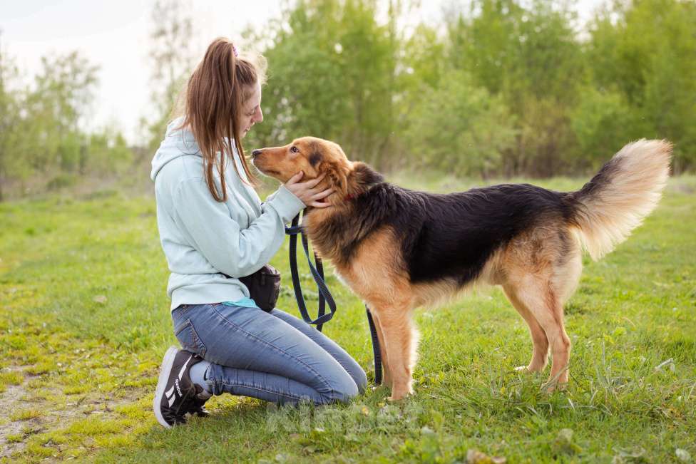 Собаки в Москве: Миндаль - собака в добрые руки Мальчик, Бесплатно - фото 4