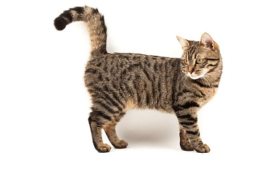 Европейская короткошерстная кошка