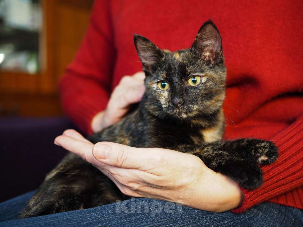 Кошки в Москве: Очень ласковый котёнок в добрые руки  Девочка, Бесплатно - фото 3