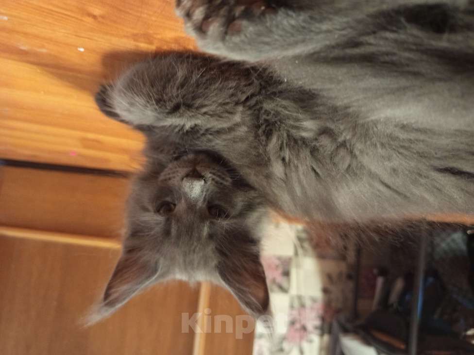 Кошки в других городах Ленинградской области: Котята Менйн Кун polidakt Мальчик, 25 000 руб. - фото 2