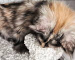 Кошки в Кемерово: Очень ласковая девочка Мейн-кун Девочка, 45 000 руб. - фото 2