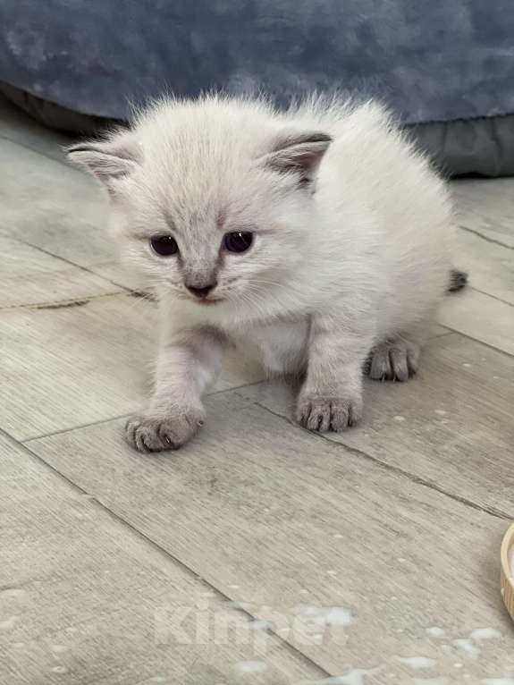 Кошки в Пензе: Беленькая красавица Девочка, Бесплатно - фото 4