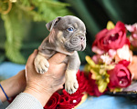 Собаки в Москве: щенки французского бульдога Девочка, 80 000 руб. - фото 9
