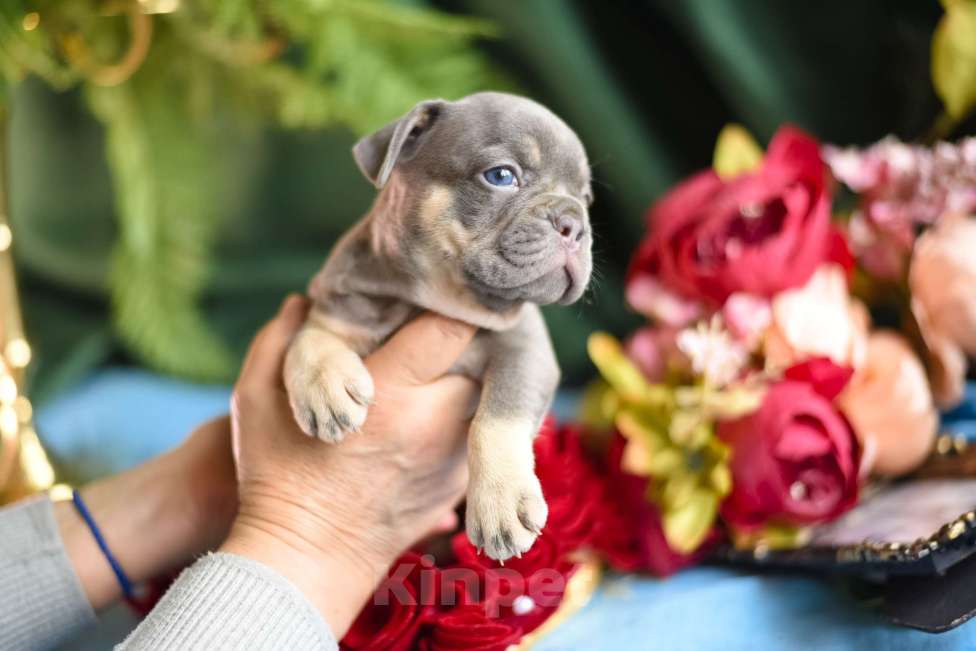Собаки в Москве: щенки французского бульдога Девочка, 80 000 руб. - фото 9
