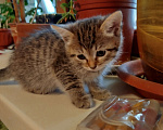 Кошки в Химках: Девочка-белочка Девочка, 1 500 руб. - фото 2