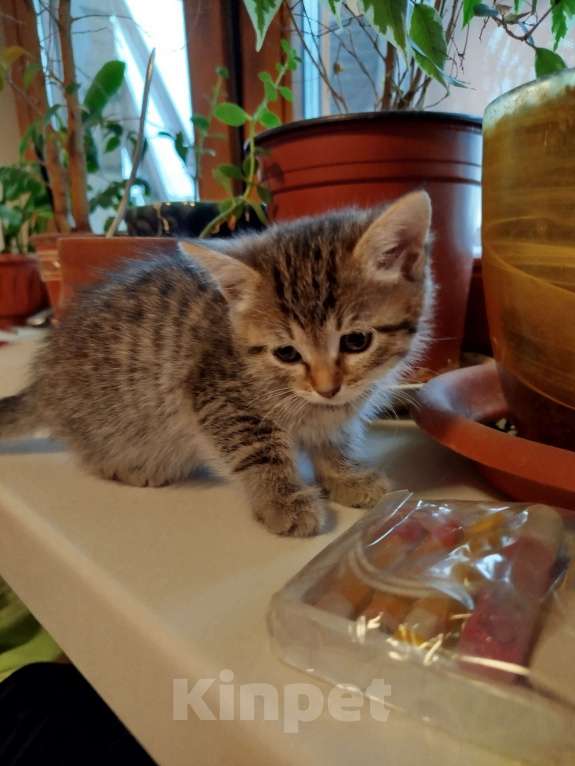Кошки в Химках: Девочка-белочка Девочка, 1 500 руб. - фото 2