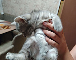 Кошки в других городах Воронежской области: Отдам красивую девочку от сиамской мамы Девочка, Бесплатно - фото 5