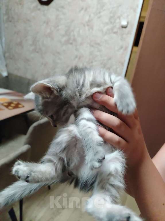 Кошки в других городах Воронежской области: Отдам красивую девочку от сиамской мамы Девочка, Бесплатно - фото 5