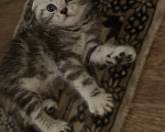 Кошки в Ельце: Шотландский котенок Девочка, 3 000 руб. - фото 1