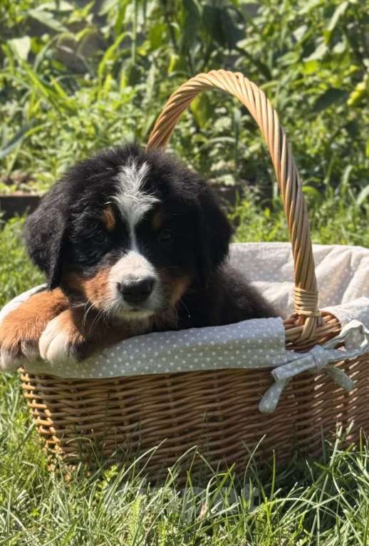 Собаки в других городах Воронежской области: Щенки БЕРНА Мальчик, 79 000 руб. - фото 5
