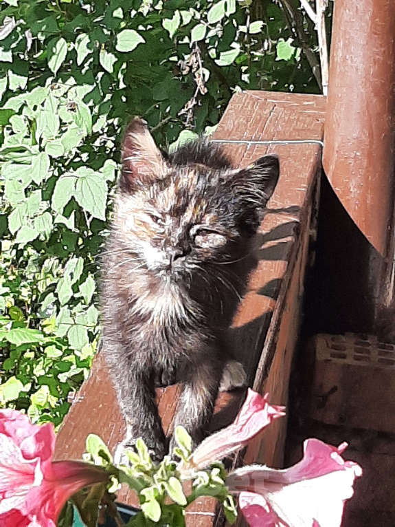 Кошки в Москве: Я ищу тебя ...... Девочка, Бесплатно - фото 1