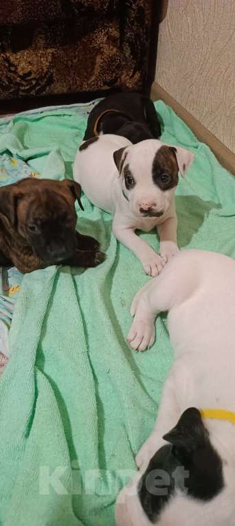 Собаки в Липецке: Щенки Мальчик, 12 000 руб. - фото 3