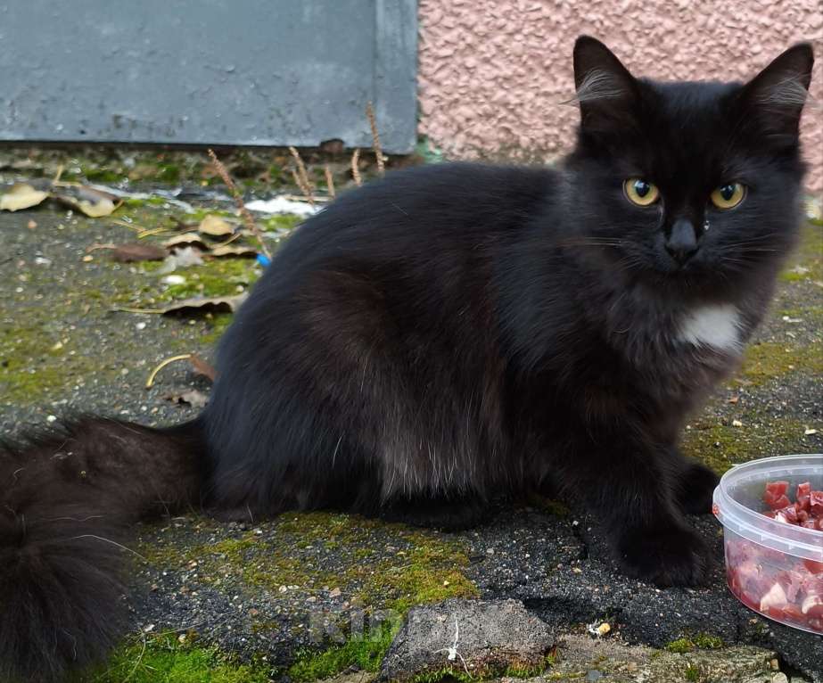 Кошки в Домодедово: Красавица Девочка, Бесплатно - фото 2