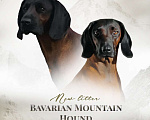 Собаки в Санкт-Петербурге: Щенок редкой породы Баварской горной гончей Мальчик, 80 000 руб. - фото 1