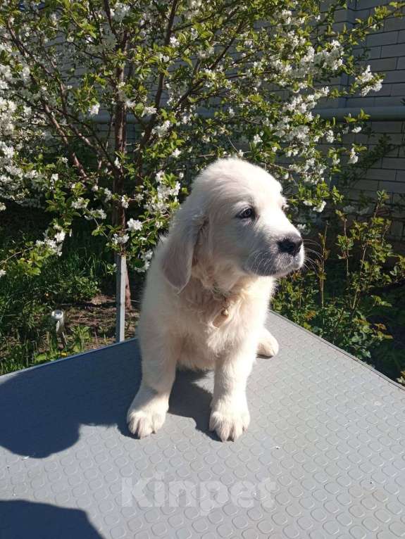 Собаки в Ставрополе: Высокопородные щенки золотистого ретривера от выставочных родителей Мальчик, Бесплатно - фото 5