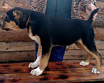 Собаки в Бийске: Кобель САО, чёрно-подпалого окраса, 3 мес. Мальчик, 10 000 руб. - фото 5