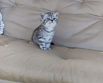 Кошки в Ярославле: Британские котята серебро Девочка, 25 000 руб. - фото 3