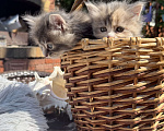 Кошки в Казани: Котята курильского бобтейла Разнополые, 20 000 руб. - фото 9