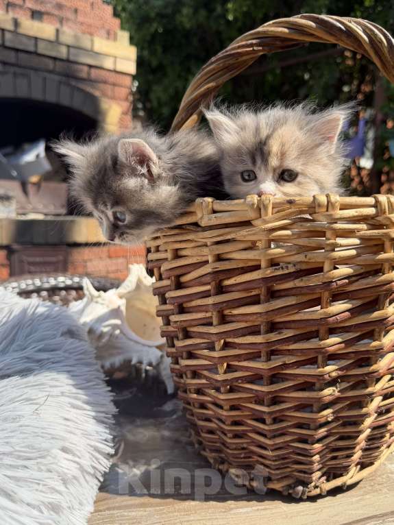 Кошки в Казани: Котята курильского бобтейла Разнополые, 20 000 руб. - фото 9