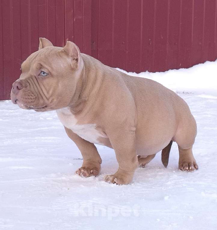 Собаки в Екатеринбурге: Лиловый мачо Мальчик, 150 000 руб. - фото 3